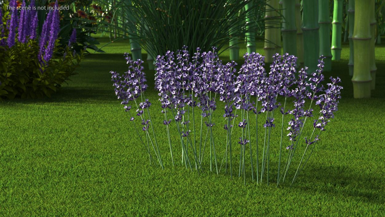 3D Cluster of Lavender Flower