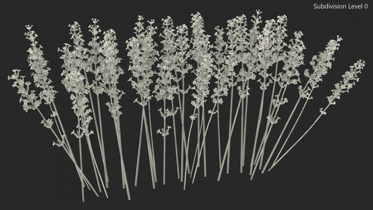 3D Cluster of Lavender Flower