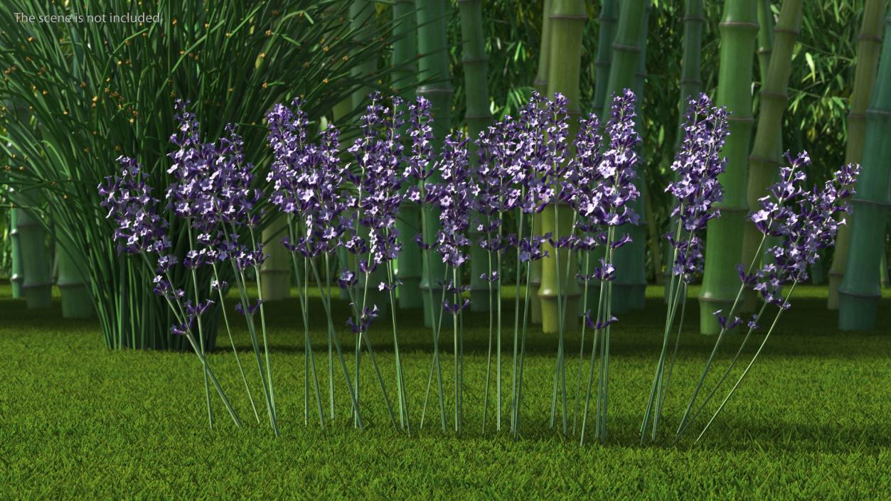 3D Cluster of Lavender Flower