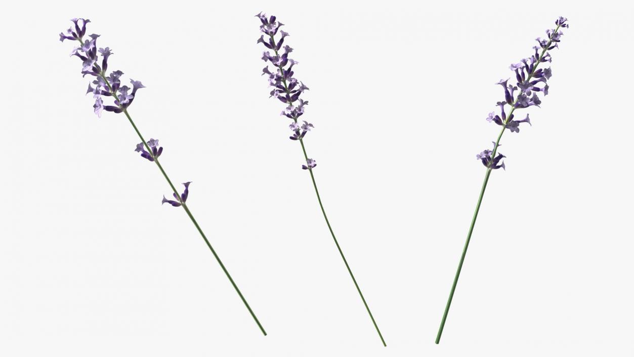 3D Cluster of Lavender Flower