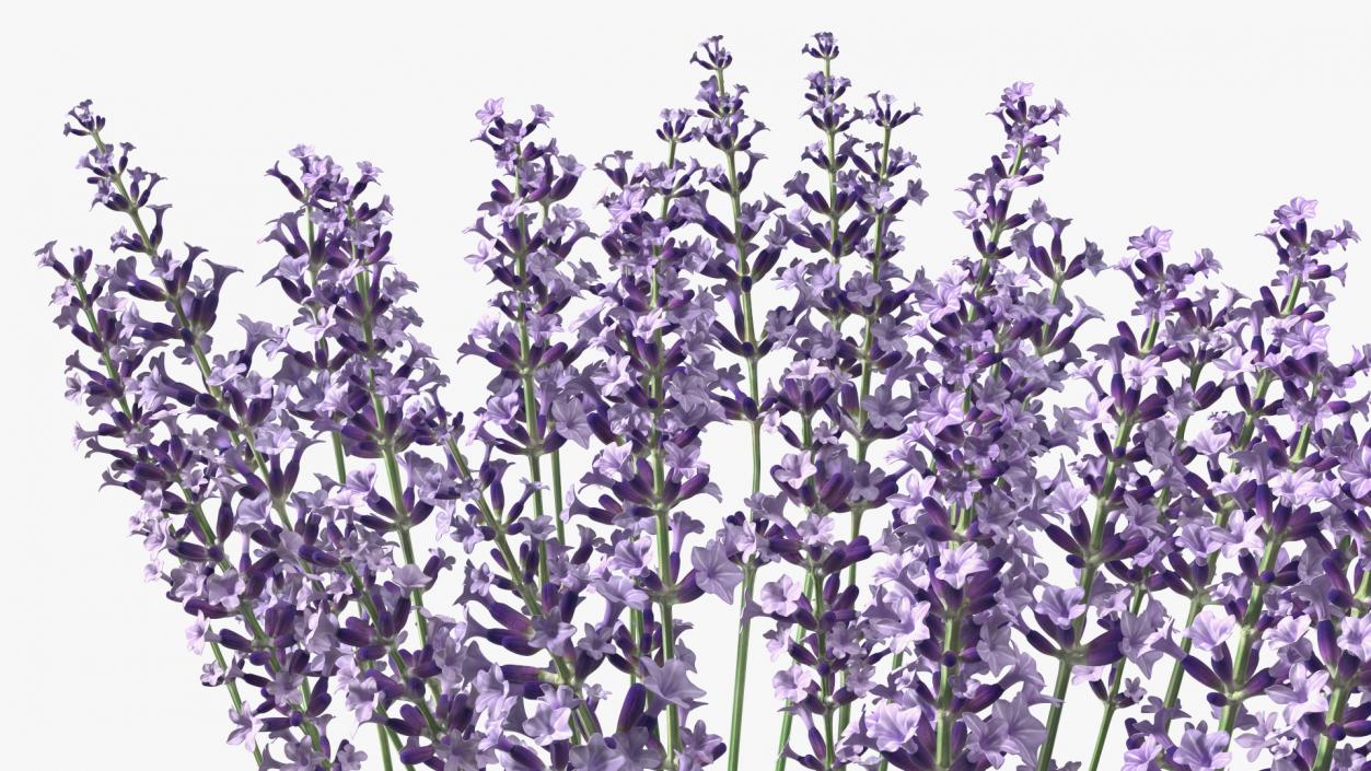 3D Cluster of Lavender Flower