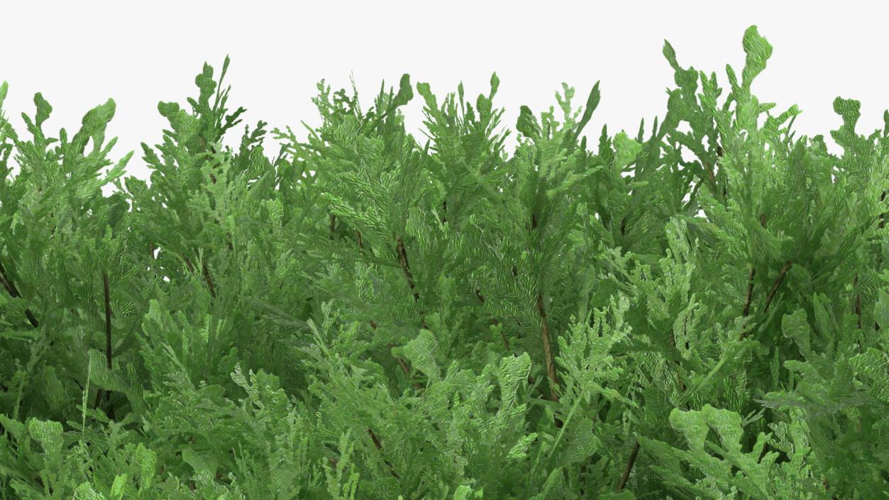 Juniperus Sabina Green 3D