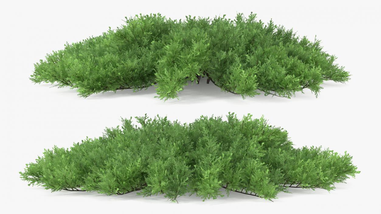 Juniperus Sabina Green 3D