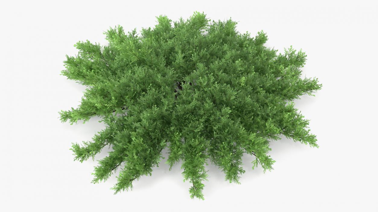 Juniperus Sabina Green 3D