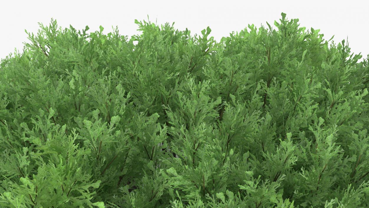 Juniperus Sabina Green 3D