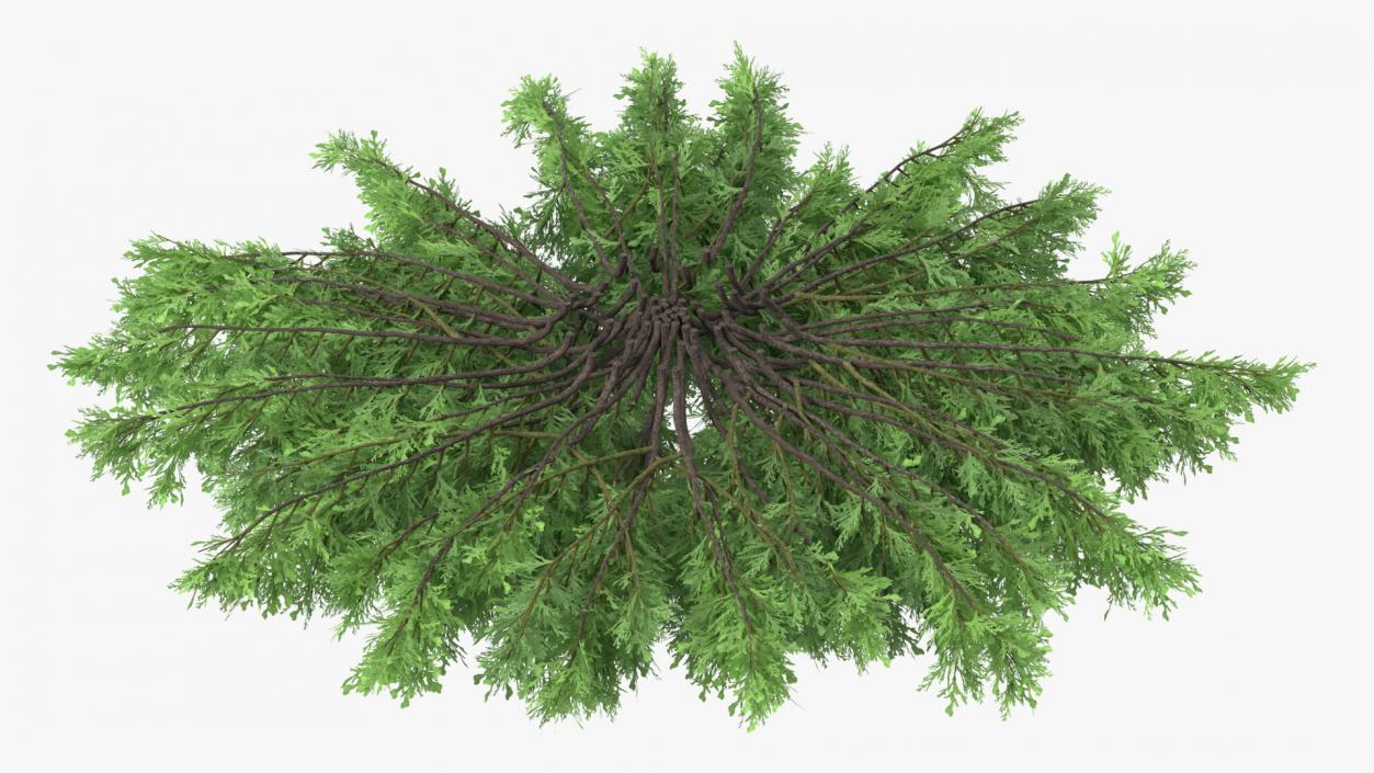 Juniperus Sabina Green 3D