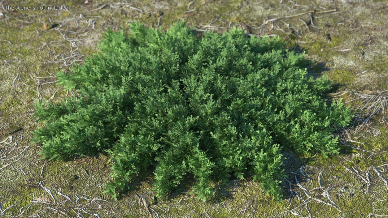 Juniperus Sabina Green 3D