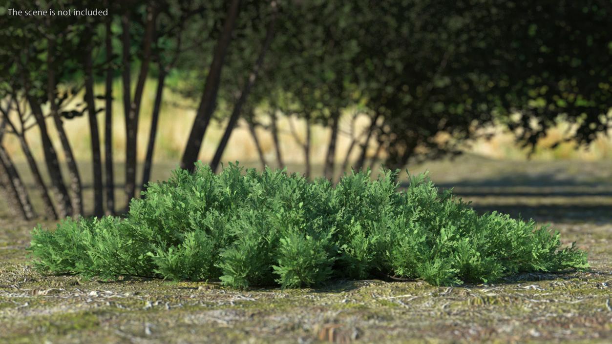 Juniperus Sabina Green 3D