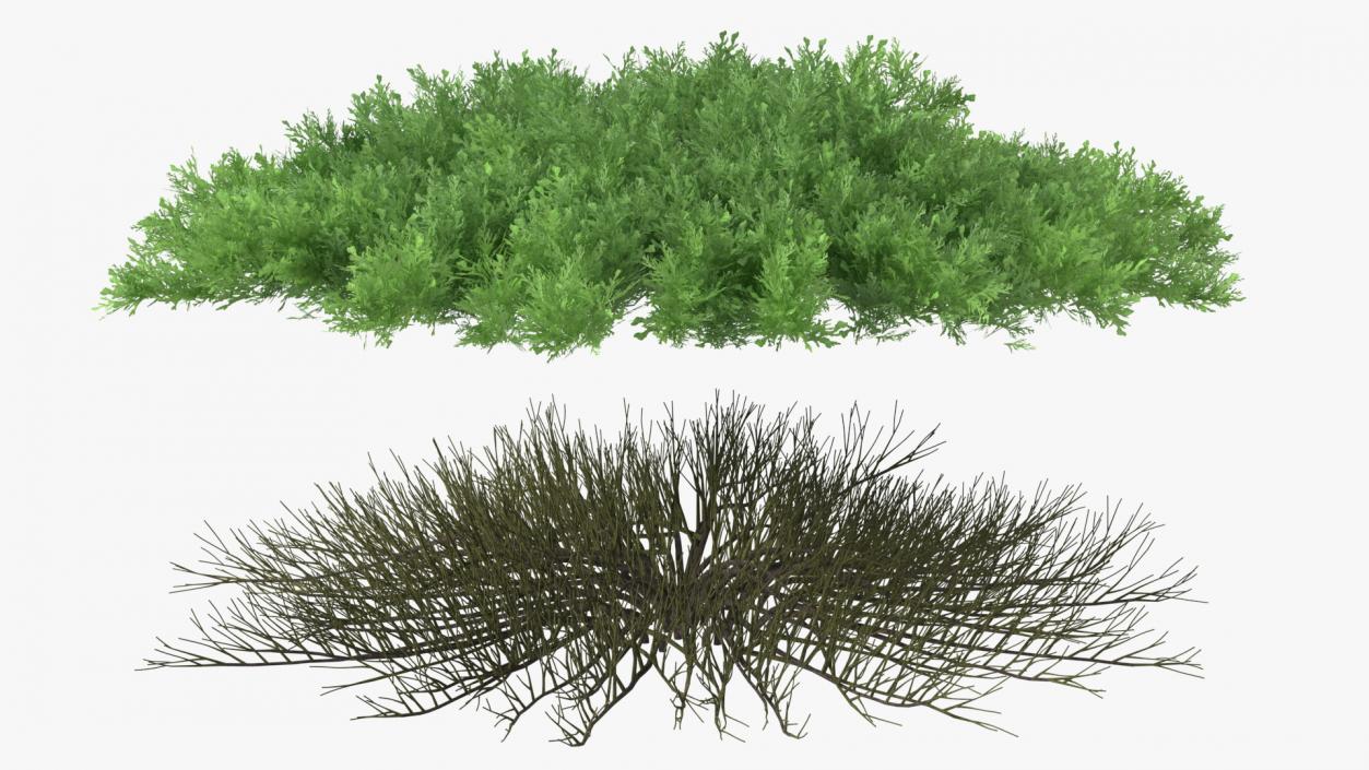 Juniperus Sabina Green 3D