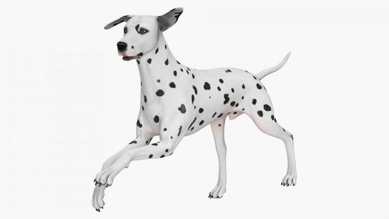 Dalmatian Dog Rigged for Maya 3D model