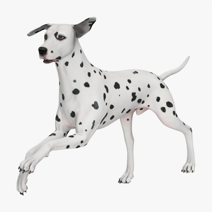 Dalmatian Dog Rigged for Maya 3D model