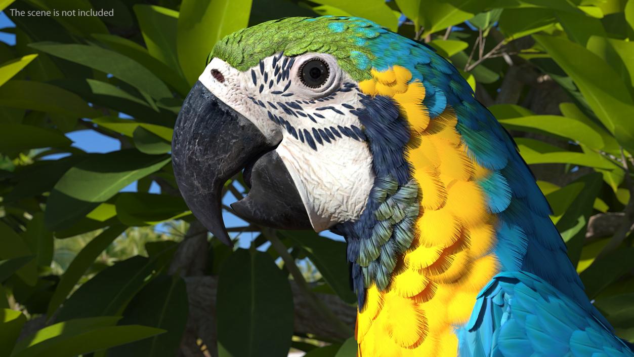 3D Blue and Yellow Macaw Parrot Head model