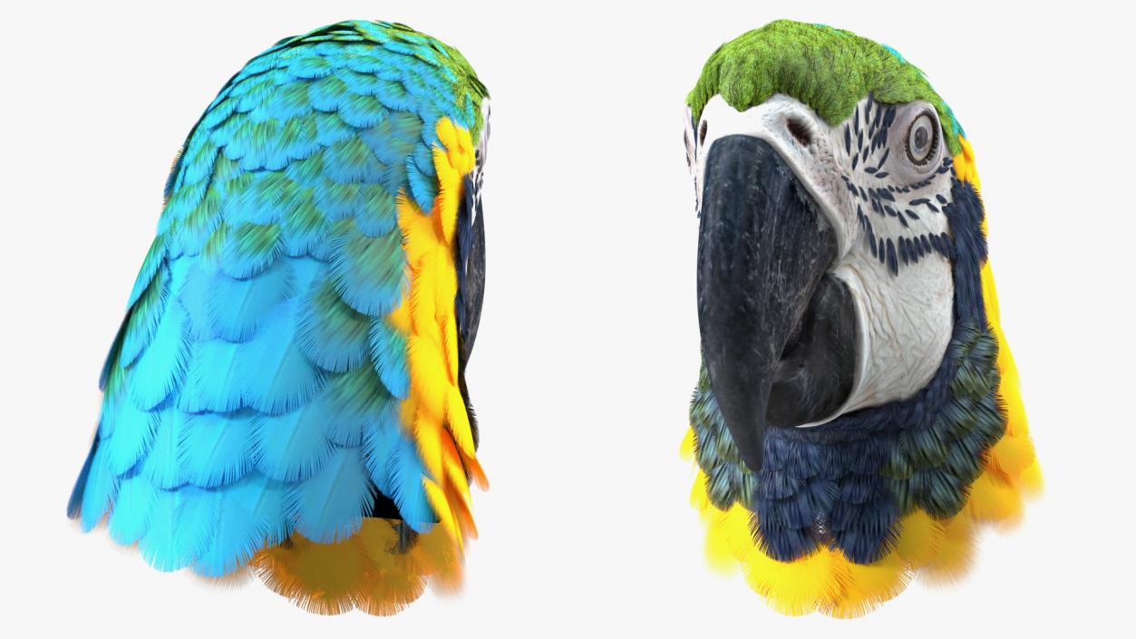 3D Blue and Yellow Macaw Parrot Head model