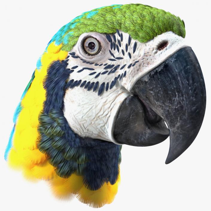 3D Blue and Yellow Macaw Parrot Head model