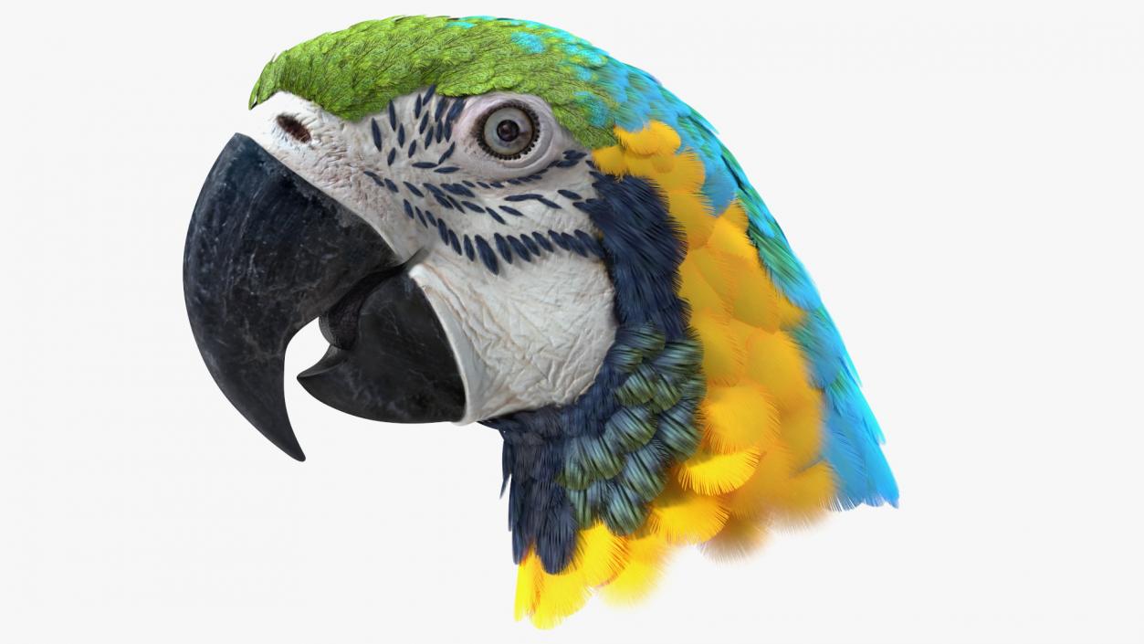 3D Blue and Yellow Macaw Parrot Head model