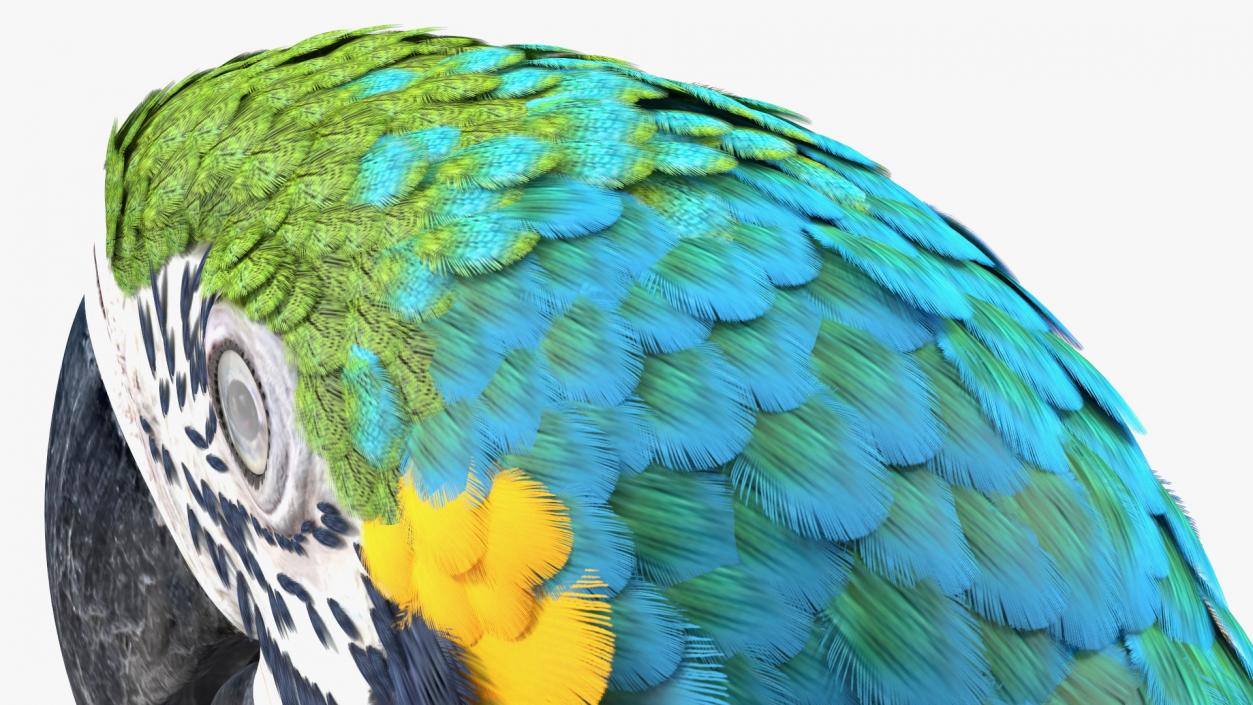 3D Blue and Yellow Macaw Parrot Head model