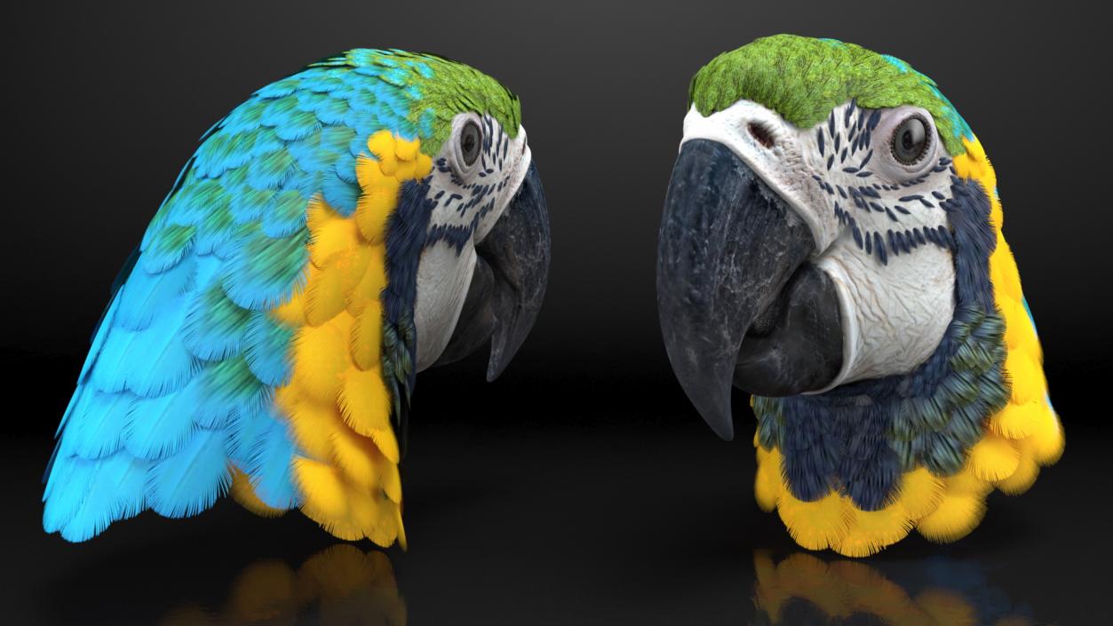 3D Blue and Yellow Macaw Parrot Head model