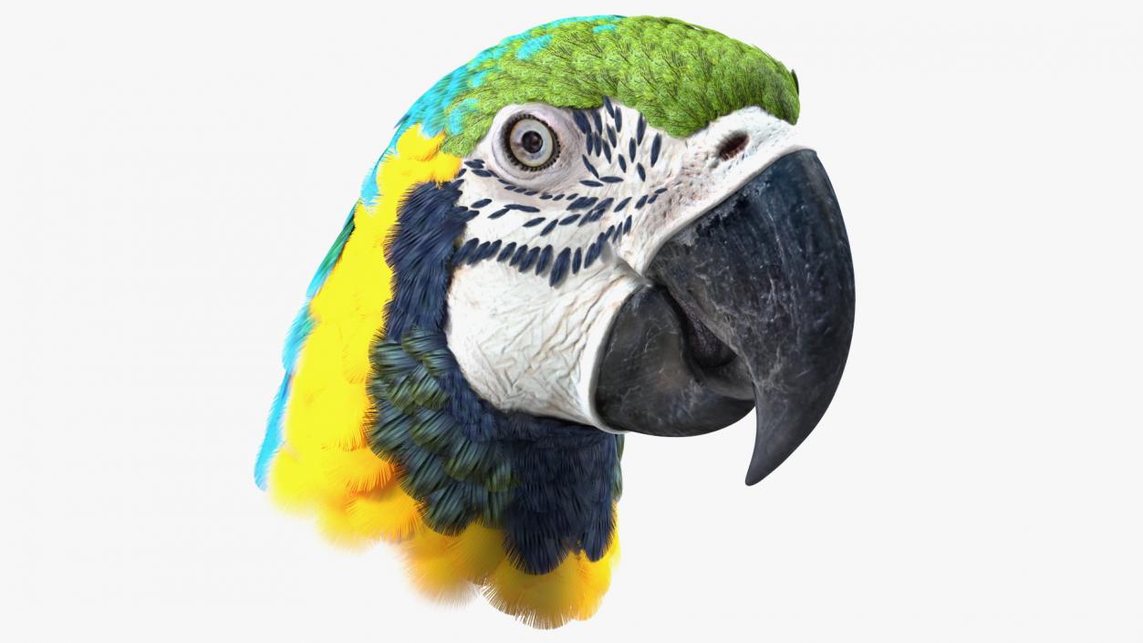 3D Blue and Yellow Macaw Parrot Head model