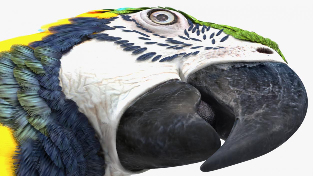 3D Blue and Yellow Macaw Parrot Head model