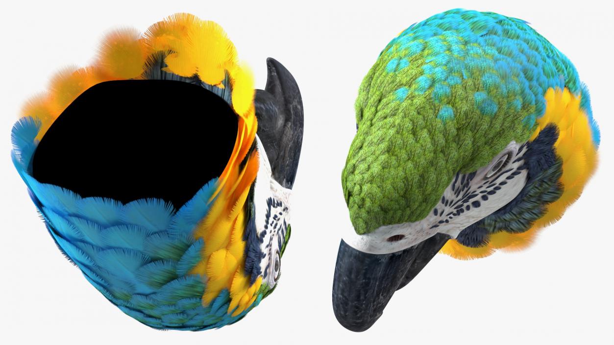 3D Blue and Yellow Macaw Parrot Head model