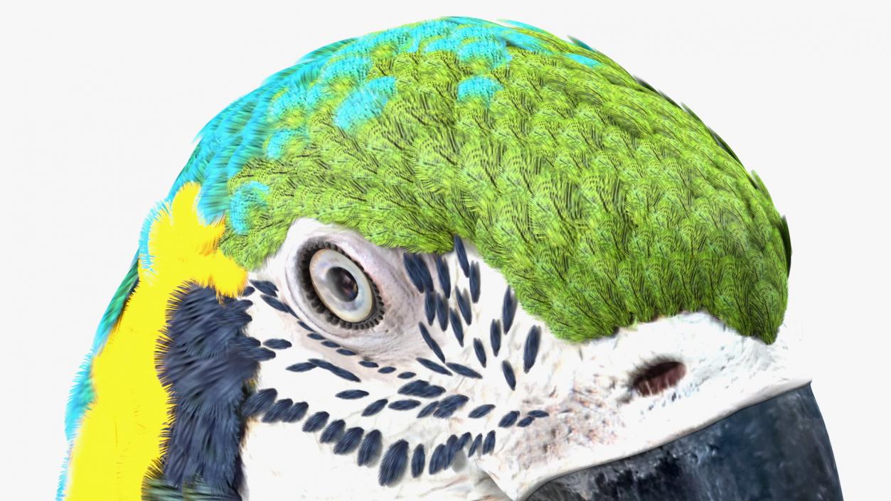 3D Blue and Yellow Macaw Parrot Head model