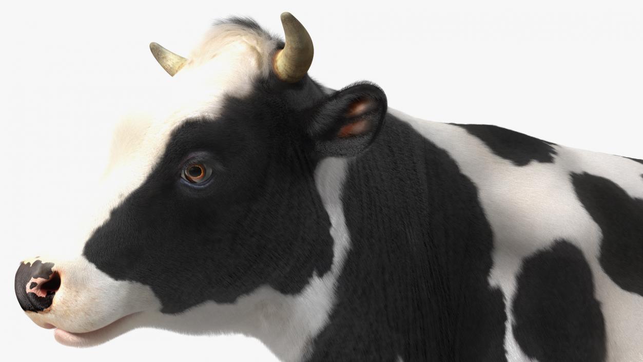 3D Dairy Cow with Milking Machine Rigged Fur