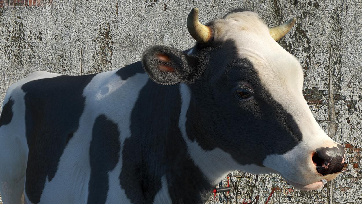 3D Dairy Cow with Milking Machine Rigged Fur