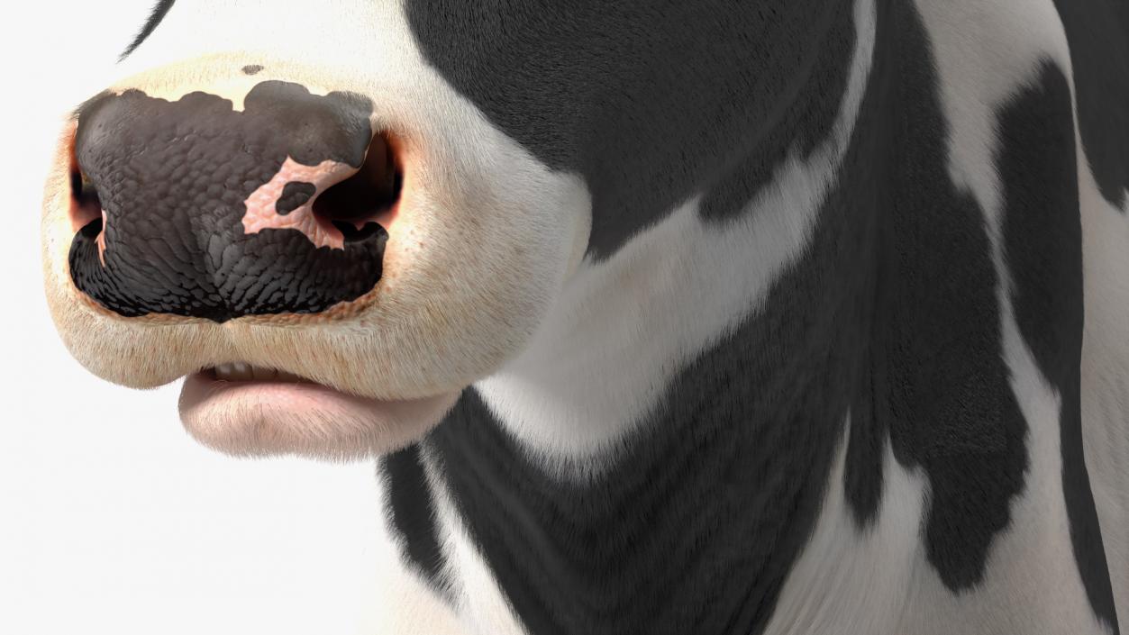 3D Dairy Cow with Milking Machine Rigged Fur