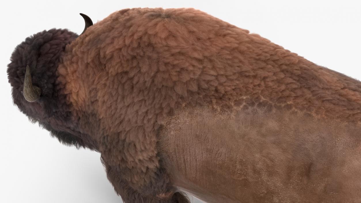 3D Walking American Bison with Fur