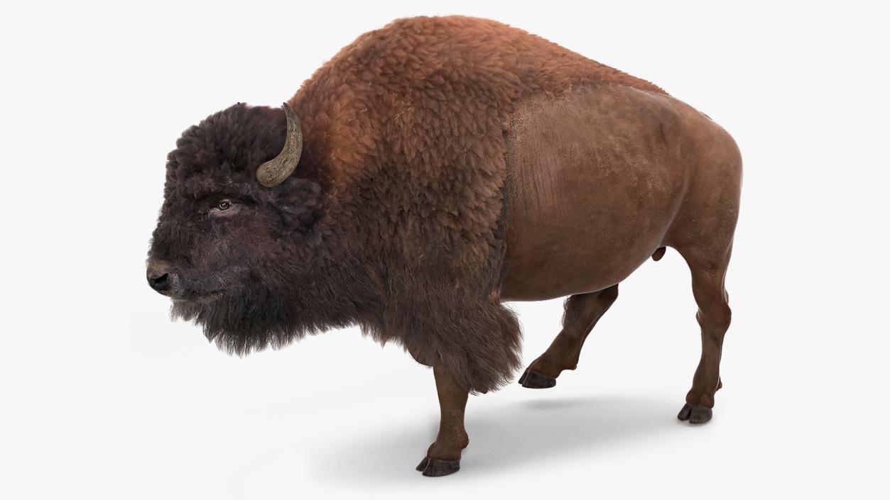 3D Walking American Bison with Fur