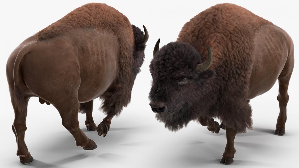 3D Walking American Bison with Fur