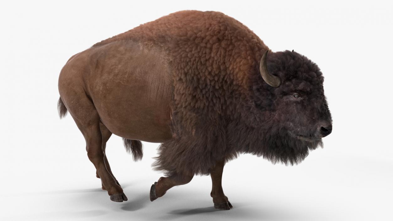 3D Walking American Bison with Fur