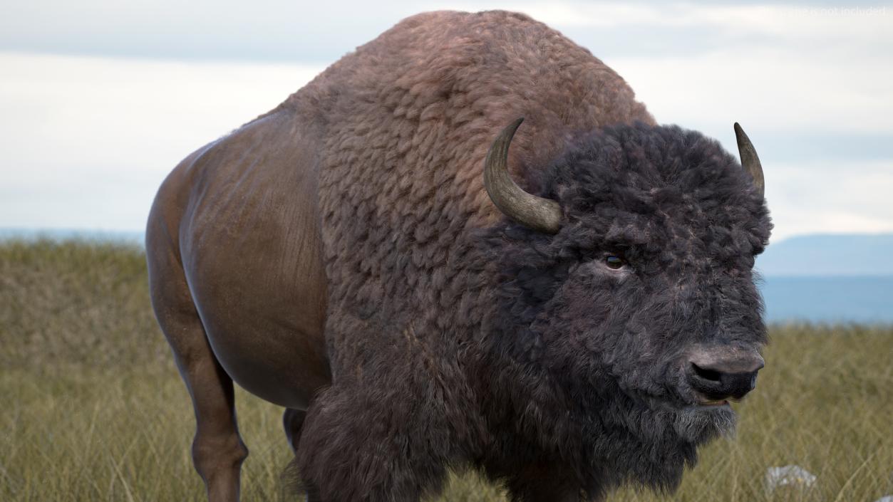 3D Walking American Bison with Fur