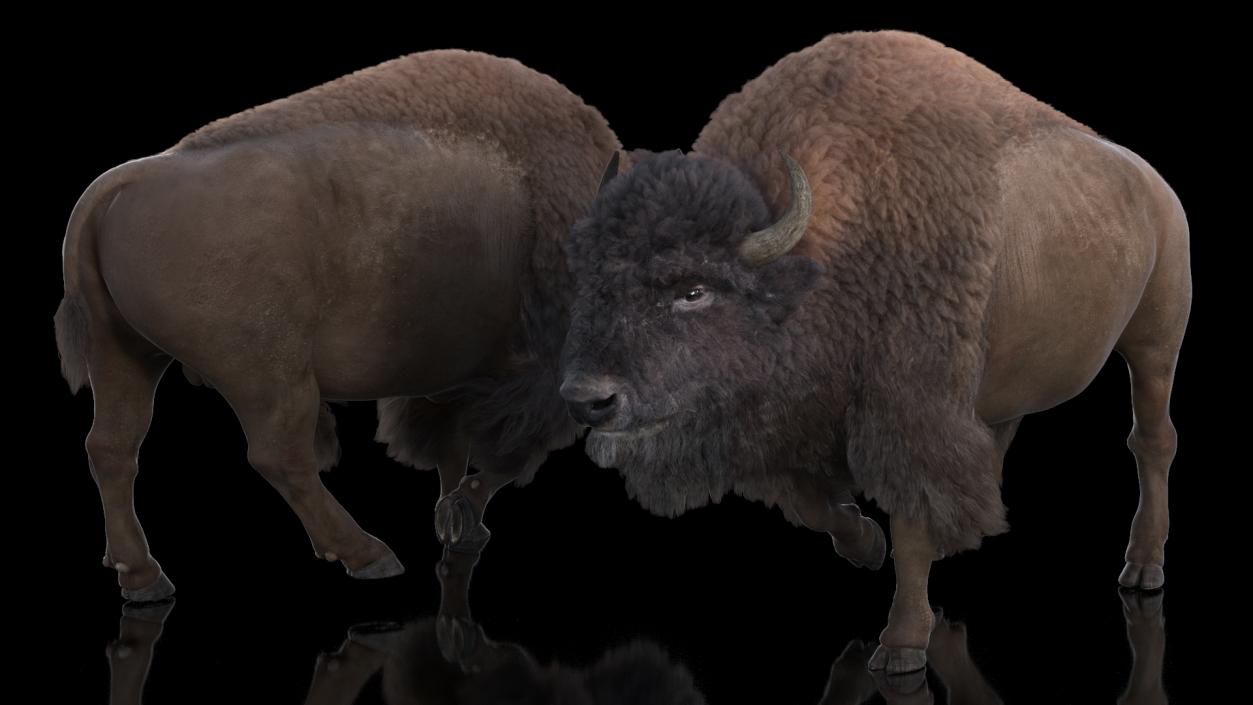 3D Walking American Bison with Fur