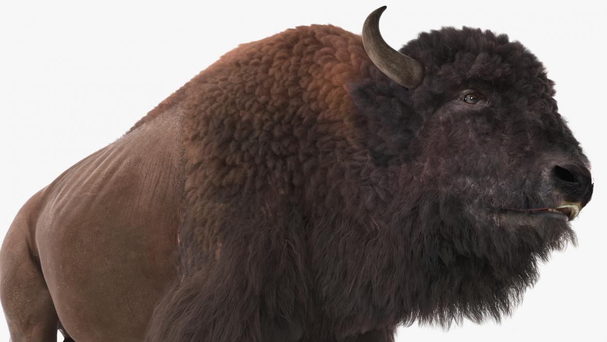 3D Walking American Bison with Fur