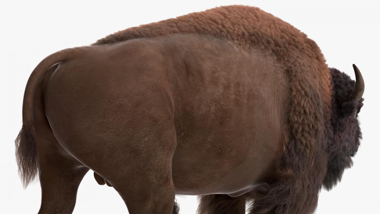 3D Walking American Bison with Fur