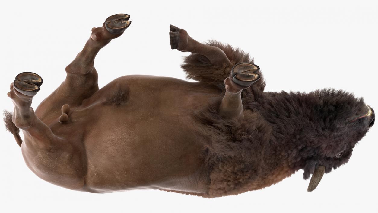 3D Walking American Bison with Fur