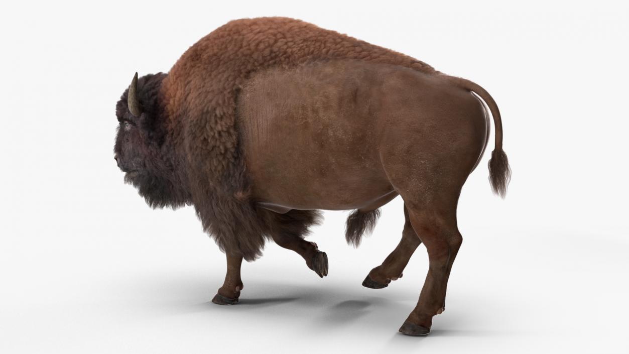 3D Walking American Bison with Fur