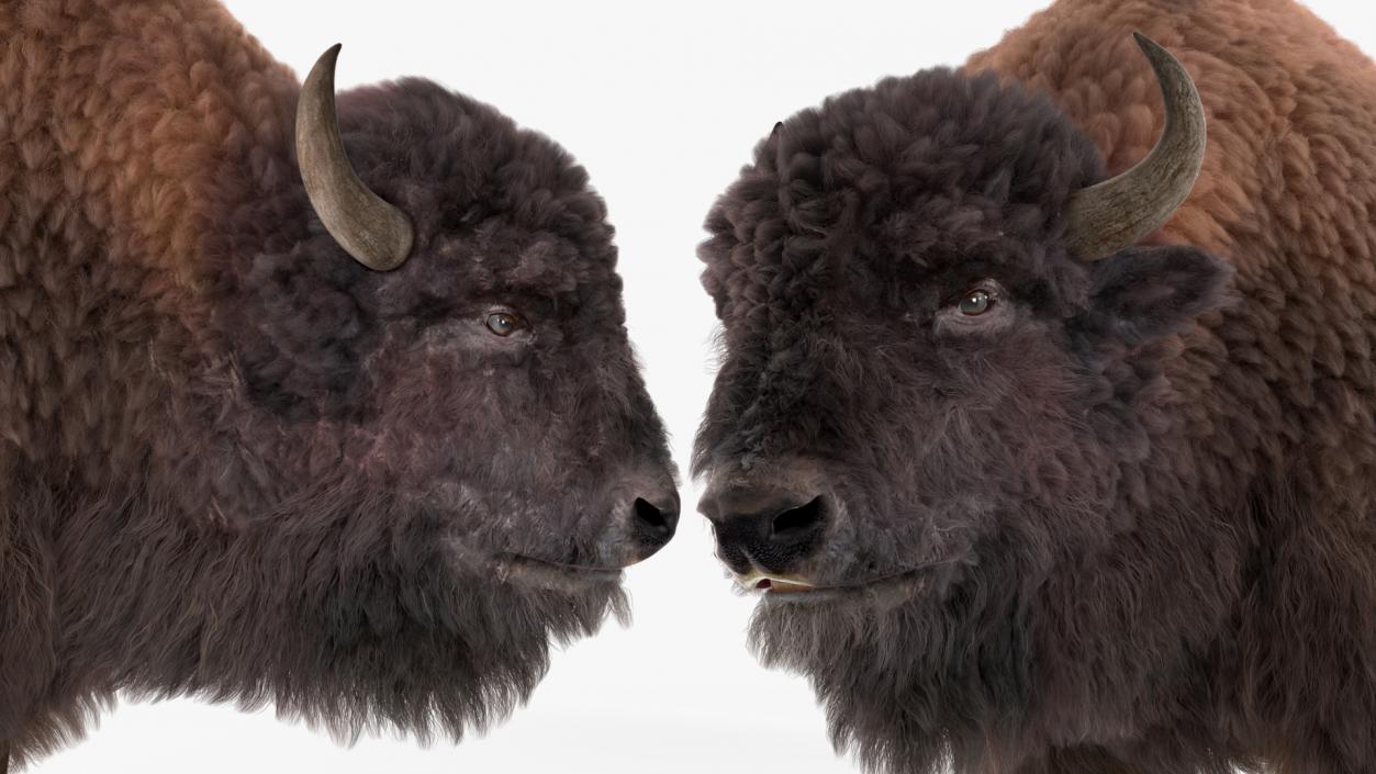 3D Walking American Bison with Fur