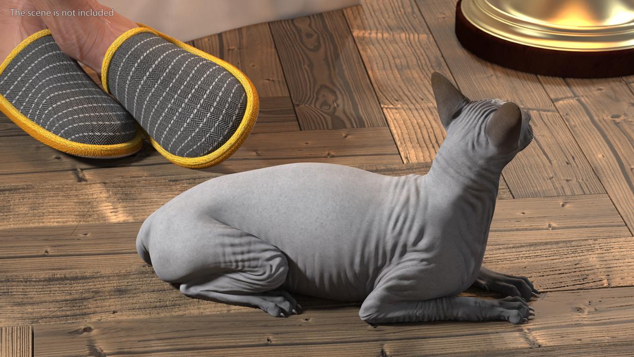 Sphynx Cat with Cat Accessories Collection 3D