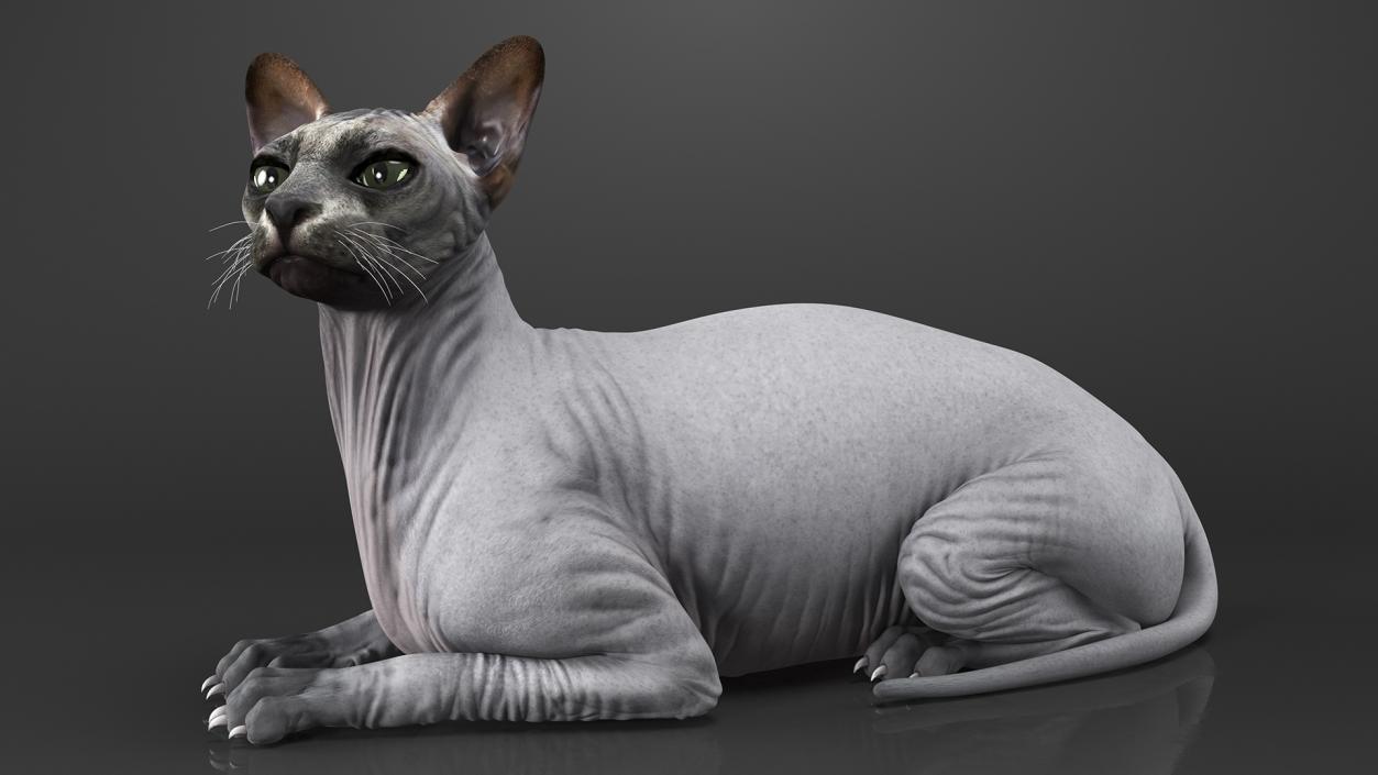 Sphynx Cat with Cat Accessories Collection 3D