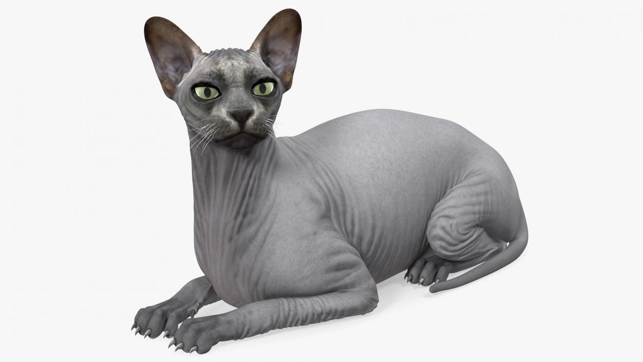 Sphynx Cat with Cat Accessories Collection 3D