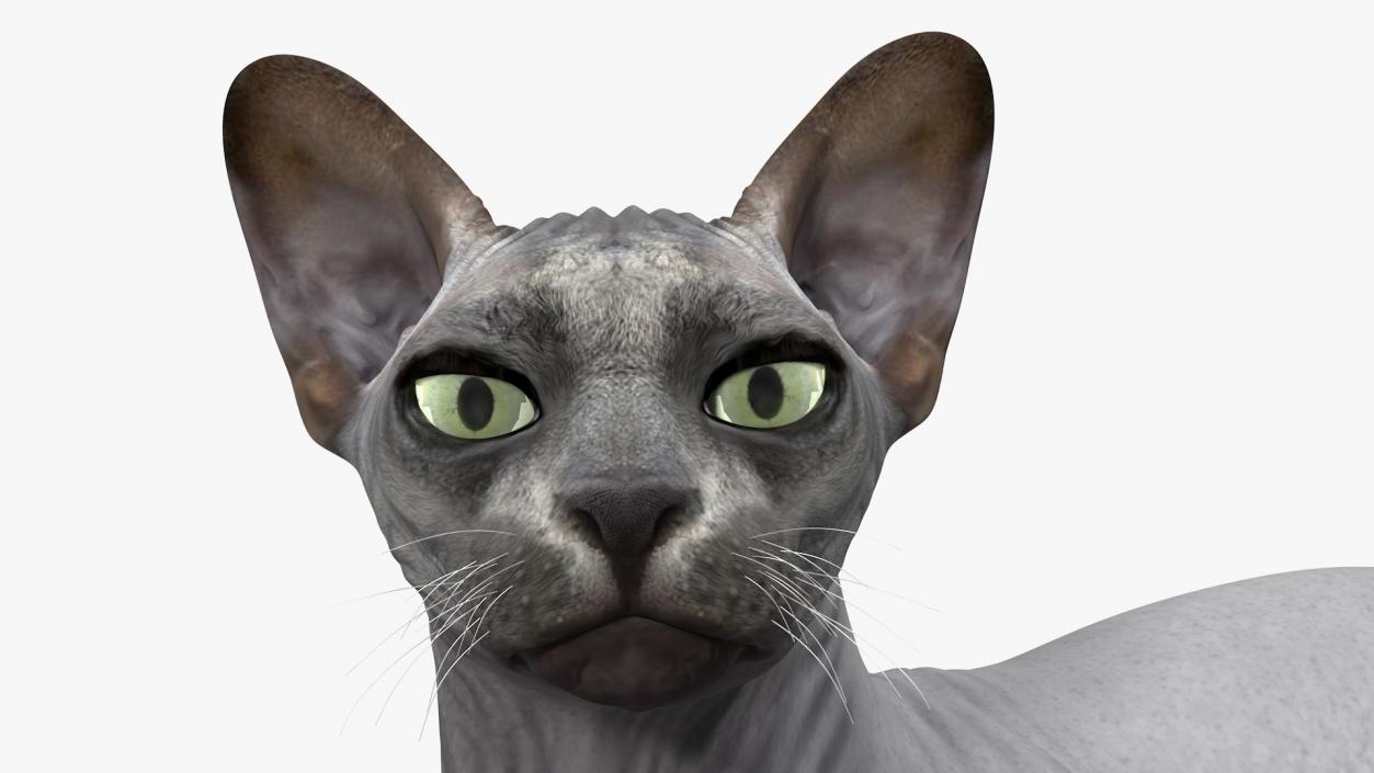 Sphynx Cat with Cat Accessories Collection 3D