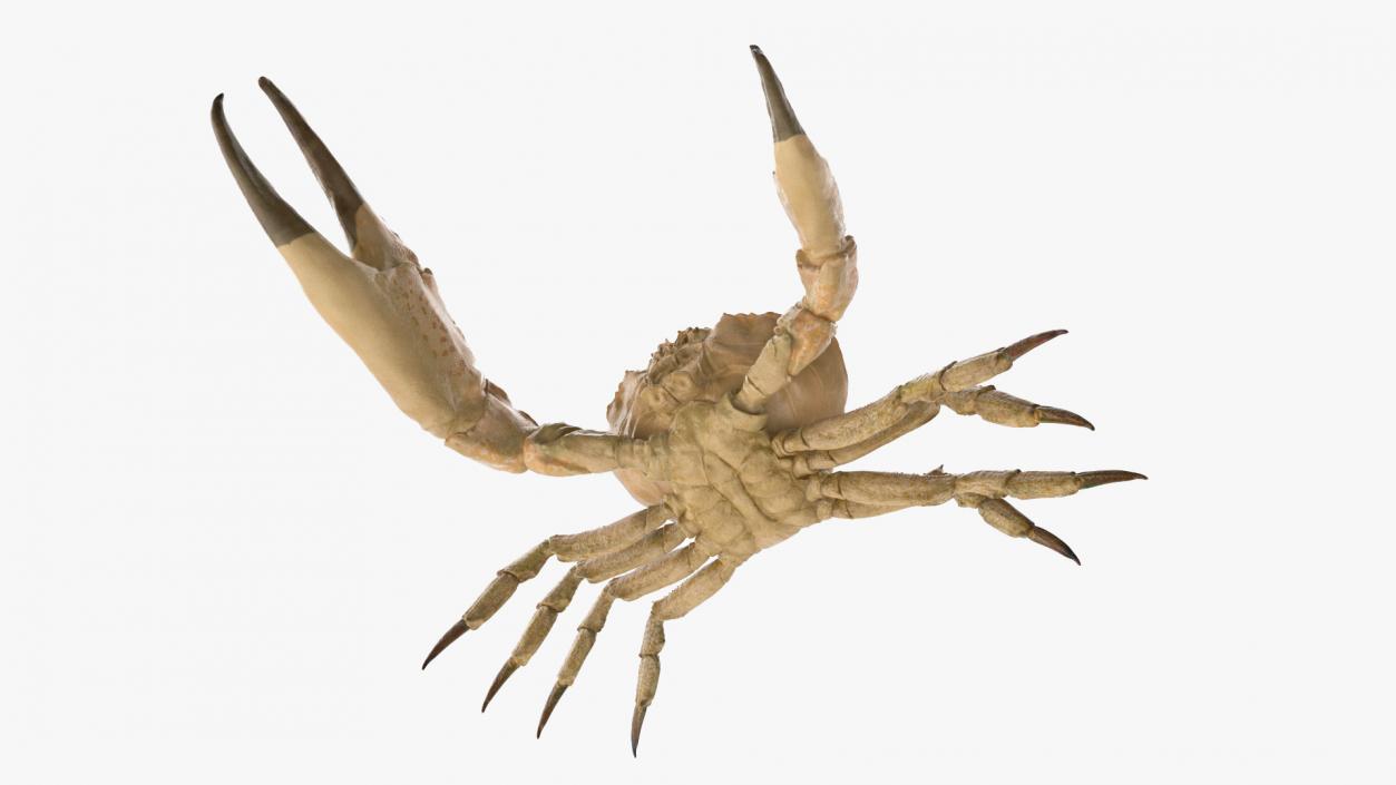 Deepwater Giant Crab Rigged 3D