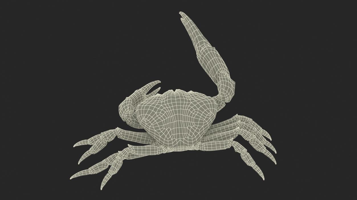 Deepwater Giant Crab Rigged 3D