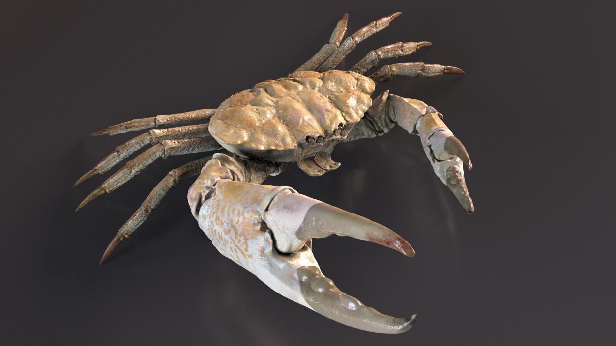 Deepwater Giant Crab Rigged 3D