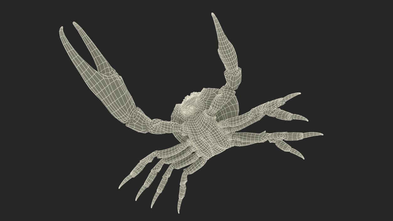 Deepwater Giant Crab Rigged 3D