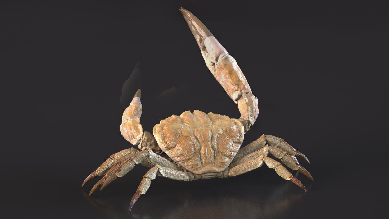 Deepwater Giant Crab Rigged 3D