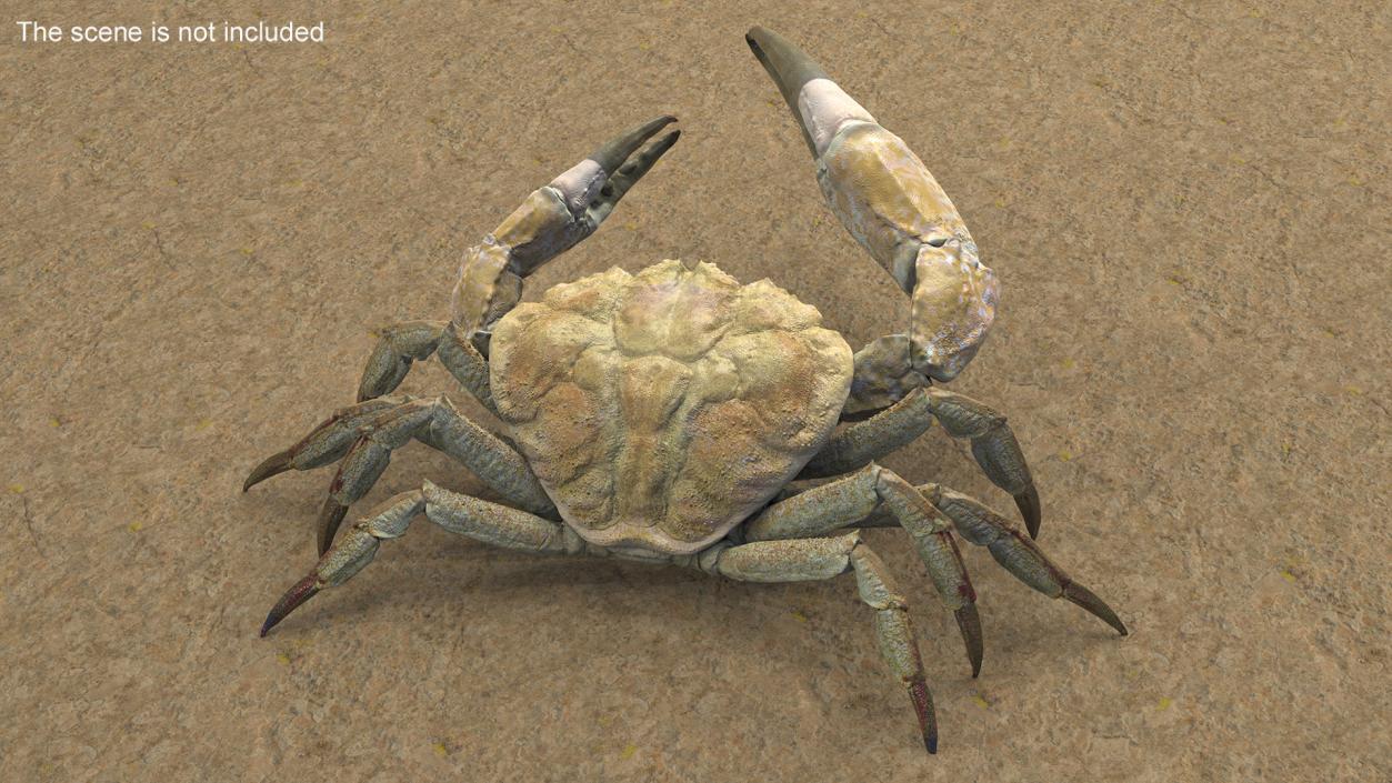 Deepwater Giant Crab Rigged 3D