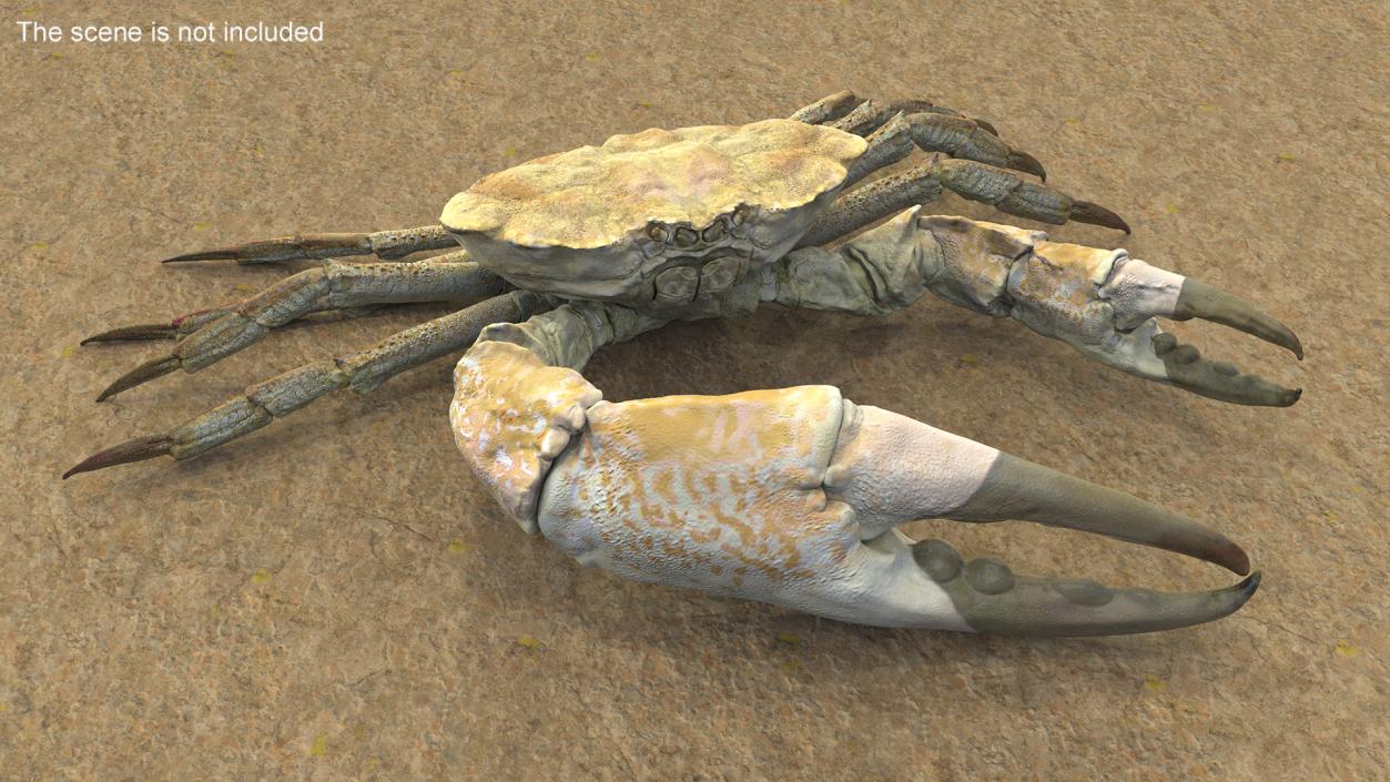 Deepwater Giant Crab Rigged 3D